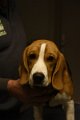 Afb_20190127_diesel (13)